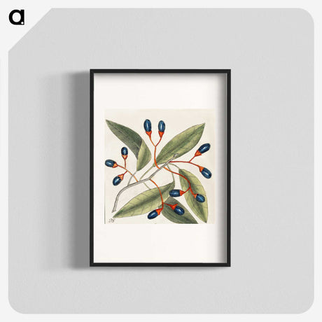1-20_Mark-Catesby_blk