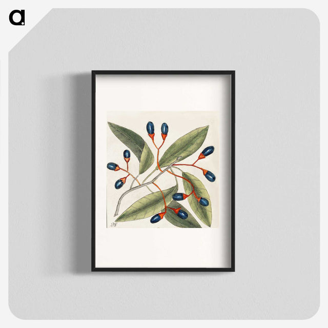 1-20_Mark-Catesby_blk