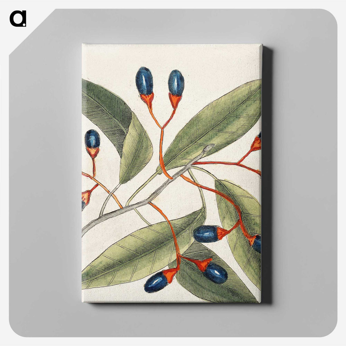 1-20_Mark-Catesby_canvas