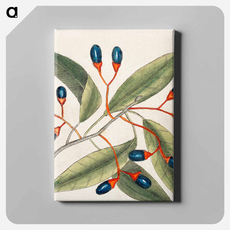 アートパネル-The Natural History of Carolina, Florida
 - マーク ケイツビー Canvas.