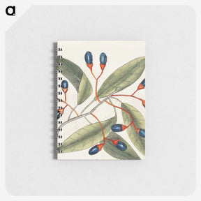 1-20_Mark-Catesby_memo