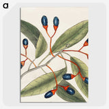 1-20_Mark-Catesby_picture-crop