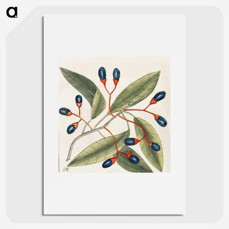 1-20_Mark-Catesby_picture