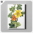 1-20_Mary-Vaux-Walcott_canvas