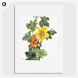 1-20_Mary-Vaux-Walcott_picture