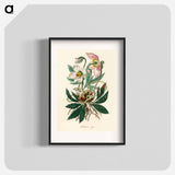 アートポスター-Christmas Rose (Helleborus Niger) Illustration
 - 薬用植物学 Poster.