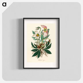 アートポスター-Christmas Rose (Helleborus Niger) Illustration
 - 薬用植物学 Poster.