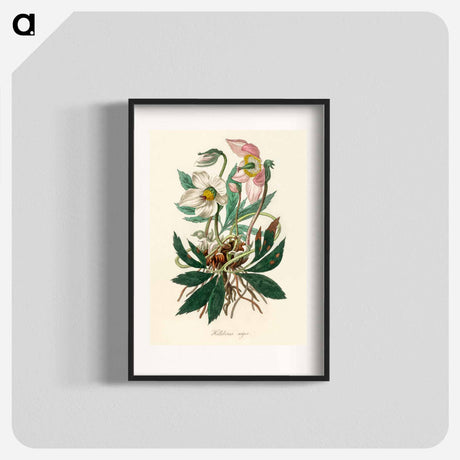 アートポスター-Christmas Rose (Helleborus Niger) Illustration
 - 薬用植物学 Poster.