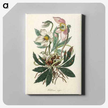 1-20_Medical-Botany_canvas