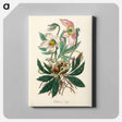 アートパネル-Christmas Rose (Helleborus Niger) Illustration
 - 薬用植物学 Canvas.