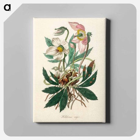 アートパネル-Christmas Rose (Helleborus Niger) Illustration
 - 薬用植物学 Canvas.