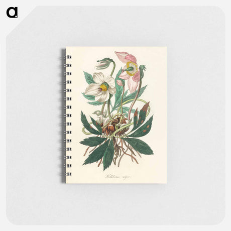 アートメモ帳-Christmas Rose (Helleborus Niger) Illustration
 - 薬用植物学 Memo.