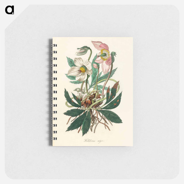 アートメモ帳-Christmas Rose (Helleborus Niger) Illustration
 - 薬用植物学 Memo.