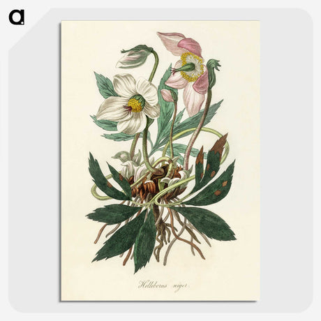 1-20_Medical-Botany_picture-crop