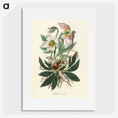 1-20_Medical-Botany_picture