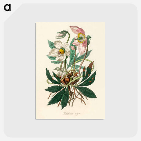 アートポストカード-Christmas Rose (Helleborus Niger) Illustration
 - 薬用植物学 Postcard.