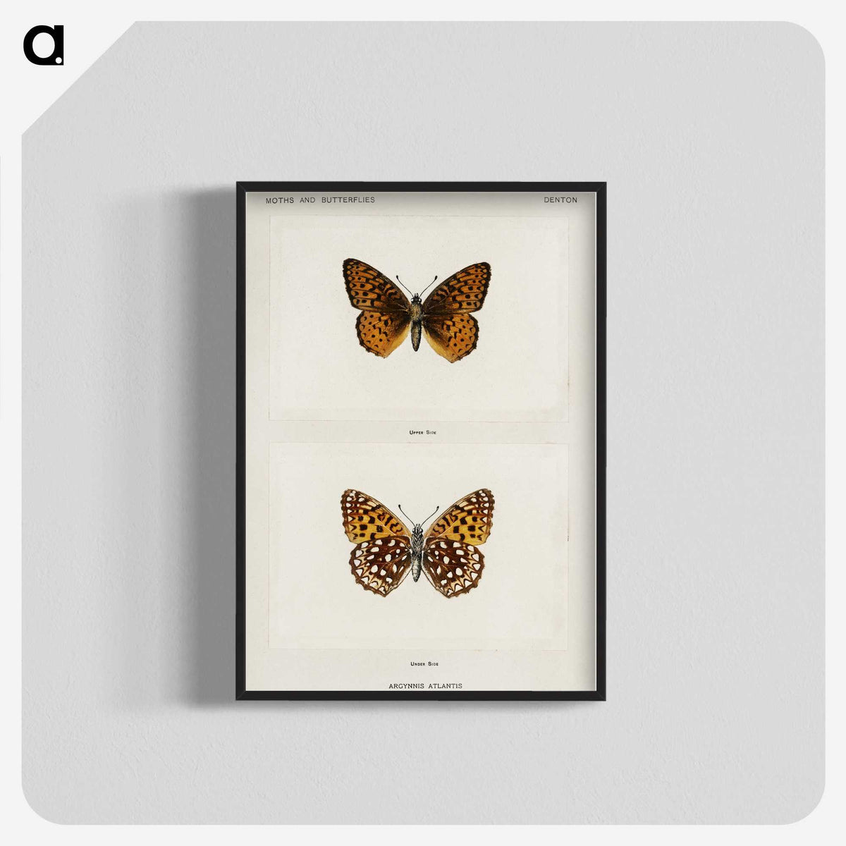 1-20_Moths-and-Butterflies-of-the-United-States_blk-crop