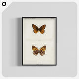 1-20_Moths-and-Butterflies-of-the-United-States_blk-crop