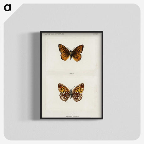 1-20_Moths-and-Butterflies-of-the-United-States_blk-crop