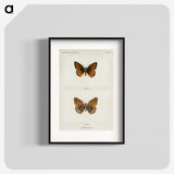 1-20_Moths-and-Butterflies-of-the-United-States_blk