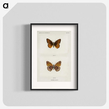 1-20_Moths-and-Butterflies-of-the-United-States_blk