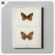 1-20_Moths-and-Butterflies-of-the-United-States_canvas