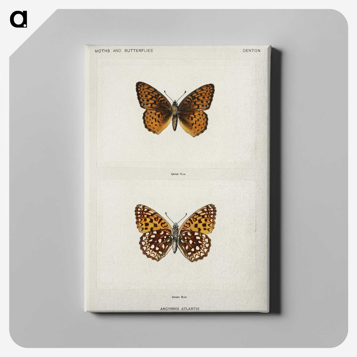 1-20_Moths-and-Butterflies-of-the-United-States_canvas