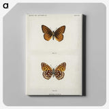 1-20_Moths-and-Butterflies-of-the-United-States_canvas