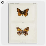 1-20_Moths-and-Butterflies-of-the-United-States_picture-crop