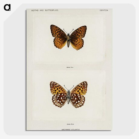 1-20_Moths-and-Butterflies-of-the-United-States_picture-crop