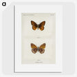 1-20_Moths-and-Butterflies-of-the-United-States_picture