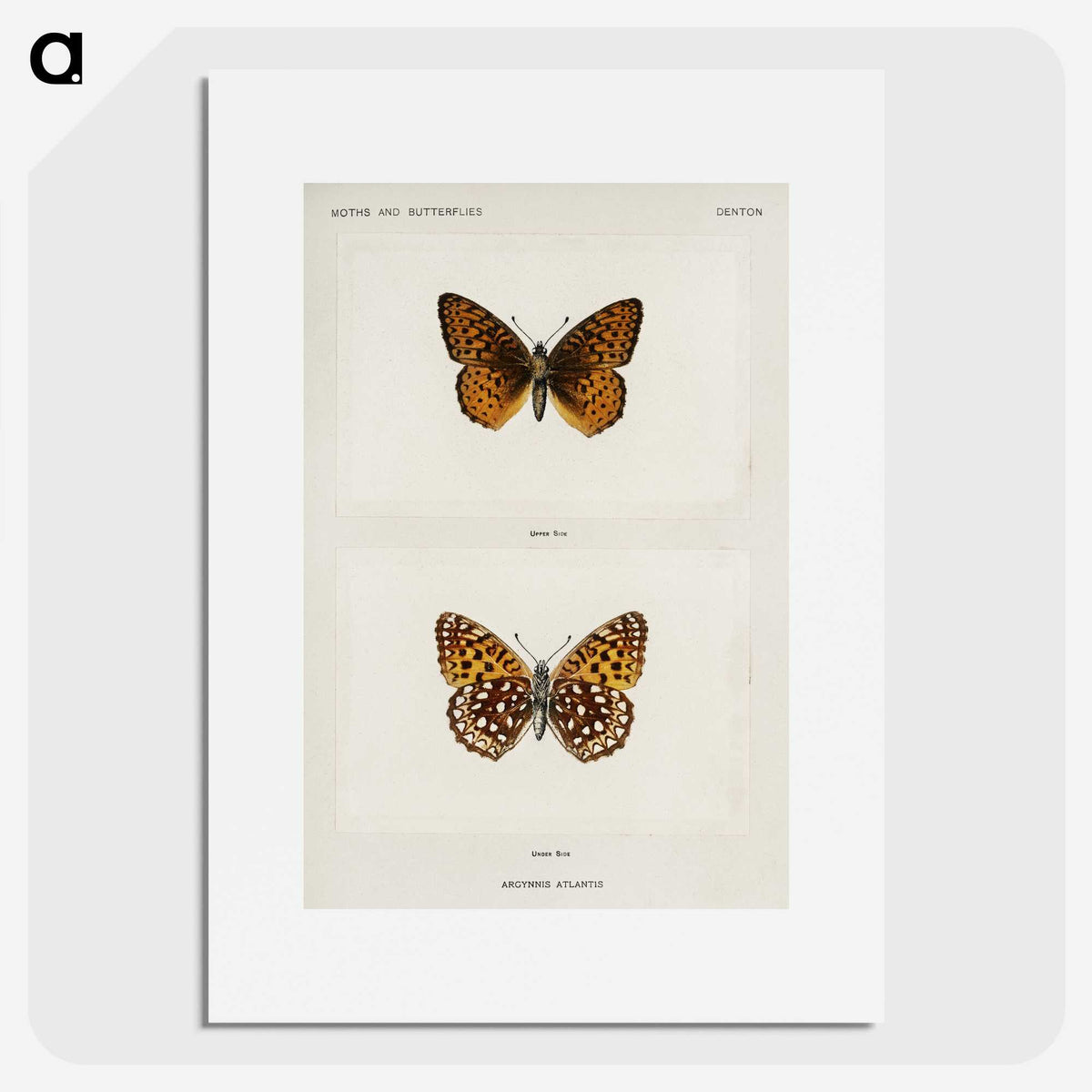 1-20_Moths-and-Butterflies-of-the-United-States_picture