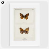 1-20_Moths-and-Butterflies-of-the-United-States_picture