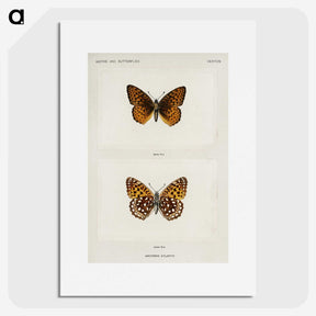 1-20_Moths-and-Butterflies-of-the-United-States_picture