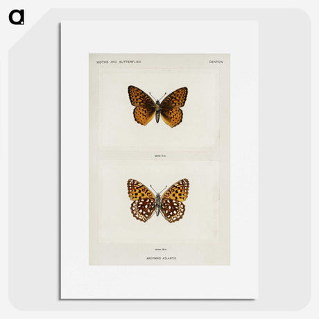1-20_Moths-and-Butterflies-of-the-United-States_picture