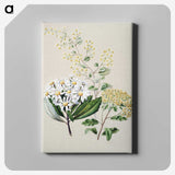 1-20_Native-Flowering-Plants-of-New-Zealand_canvas