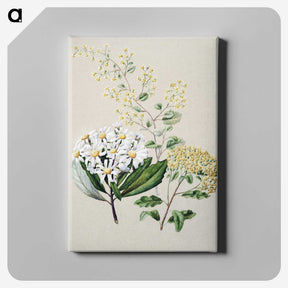 1-20_Native-Flowering-Plants-of-New-Zealand_canvas