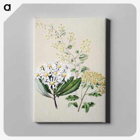 1-20_Native-Flowering-Plants-of-New-Zealand_canvas