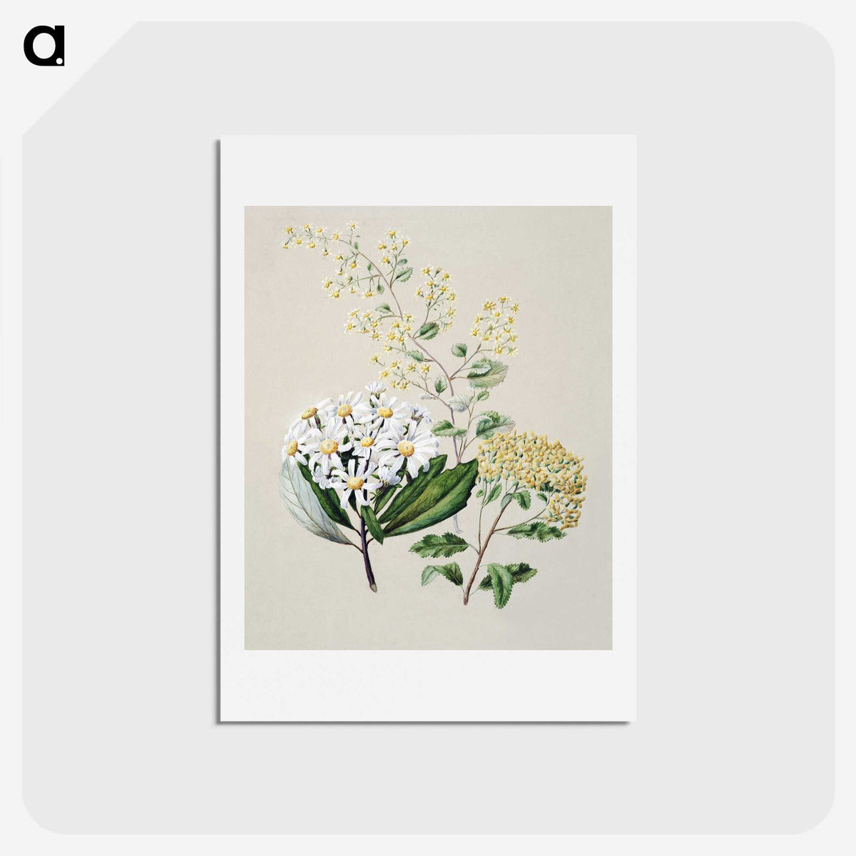 1-20_Native-Flowering-Plants-of-New-Zealand_hagaki