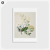 1-20_Native-Flowering-Plants-of-New-Zealand_hagaki