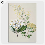 1-20_Native-Flowering-Plants-of-New-Zealand_picture-crop
