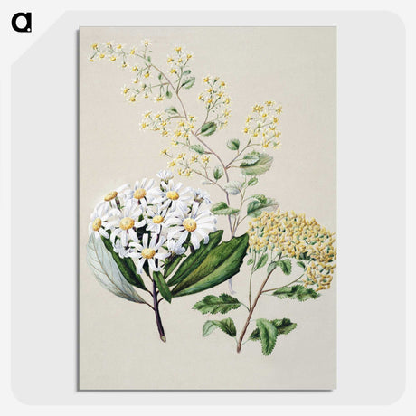 1-20_Native-Flowering-Plants-of-New-Zealand_picture-crop