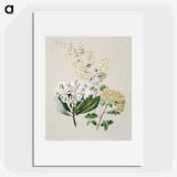 1-20_Native-Flowering-Plants-of-New-Zealand_picture