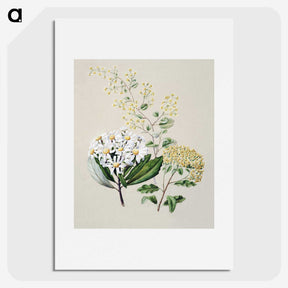 1-20_Native-Flowering-Plants-of-New-Zealand_picture