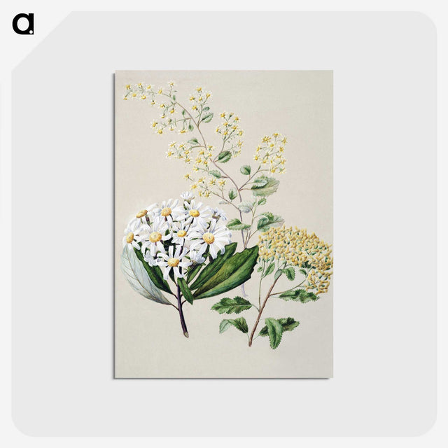 1-20_Native-Flowering-Plants-of-New-Zealand_postcard