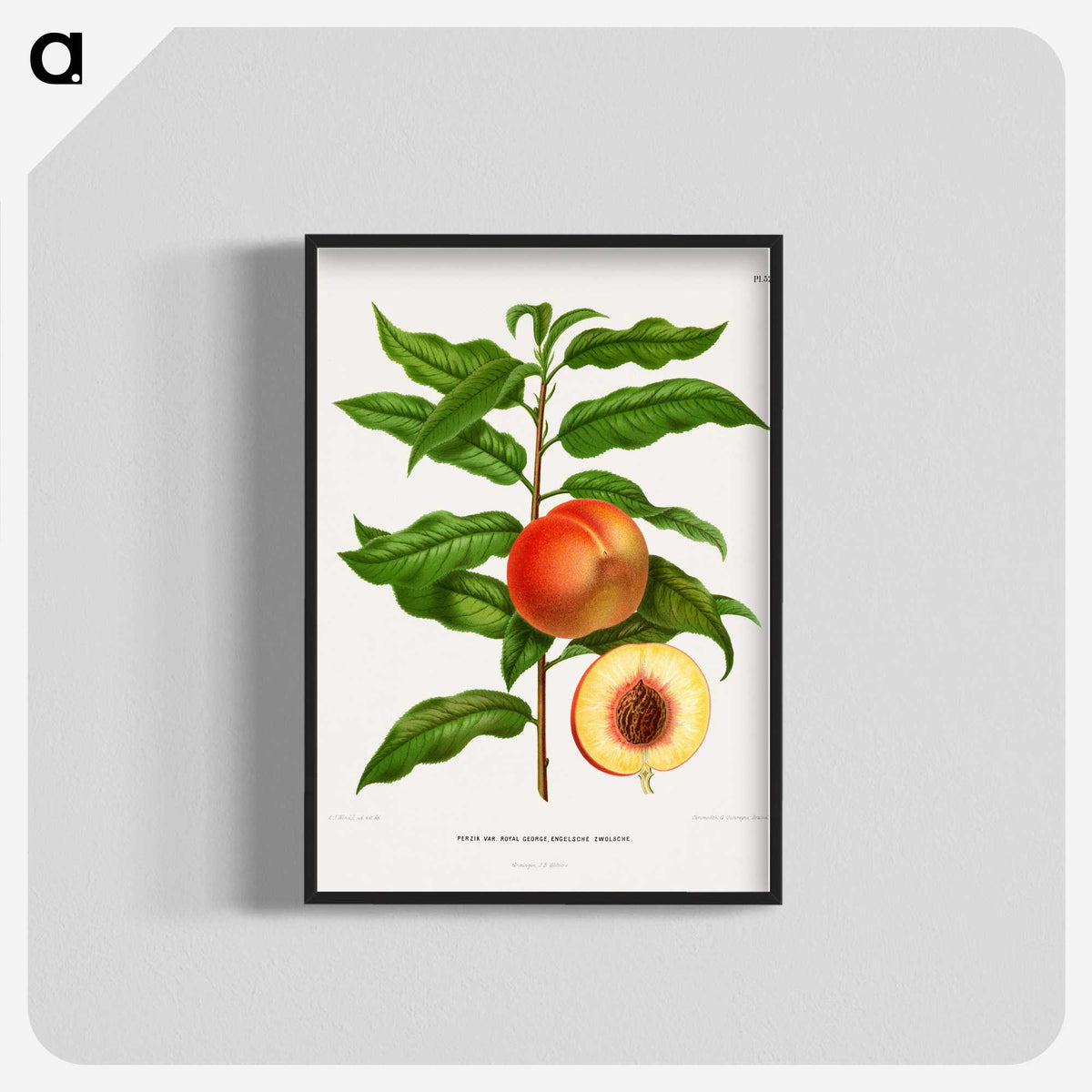 1-20_Nederlandsche-Flora-en-Pomona_blk-crop