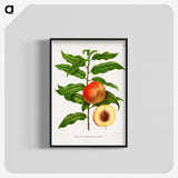 1-20_Nederlandsche-Flora-en-Pomona_blk-crop