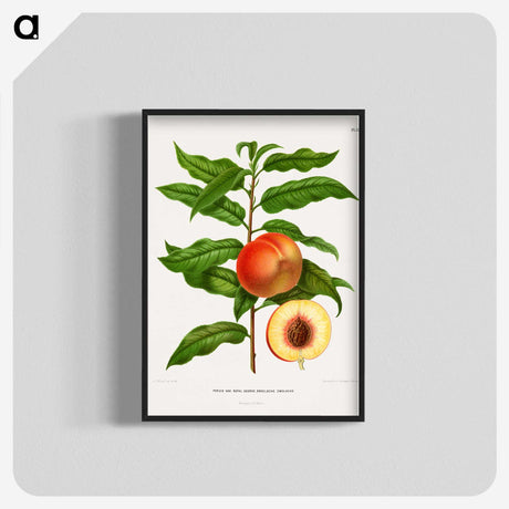 1-20_Nederlandsche-Flora-en-Pomona_blk-crop