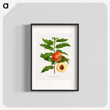 1-20_Nederlandsche-Flora-en-Pomona_blk