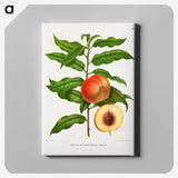 1-20_Nederlandsche-Flora-en-Pomona_canvas